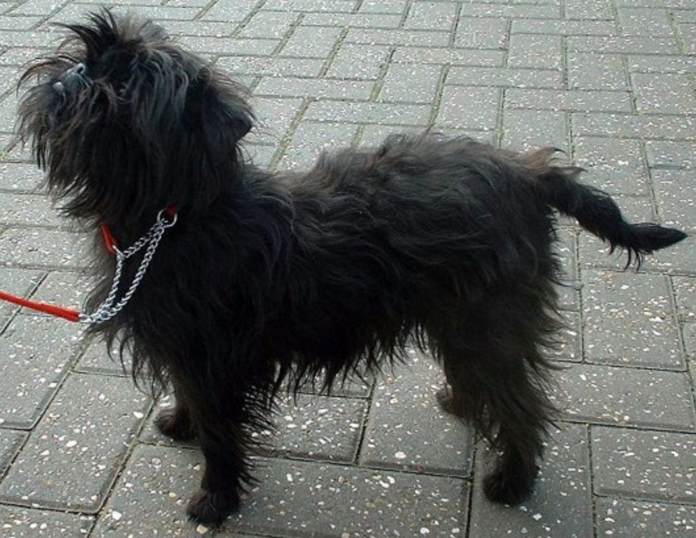 Affenpinscher Dog Breed: Info, Pictures, Care & Facts